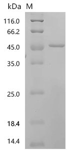 Human Angiopoietin-related protein 6 (ANGPTL6), partial Recombinant Protein, Homo sapiens (Human), Homo sapiens (Human), N-terminal ZNRF3-tagged and C-terminal 6xHis-tagged, 45.0 kDa, purity >≥ 95% as determined by SDS-PAGE.