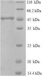Macaca fascicularis IgG receptor FcRn large subunit p51 (FCGRT), partial Recombinant Protein, Macaca fascicularis (Crab-eating macaque) (Cynomolgus monkey), E.coli, N-terminal 6xHis-SUMO-tagged, 46.4 kDa, purity >≥ 90% as determined by SDS-PAGE.