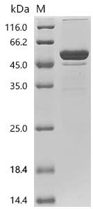 Mouse Fibroblast growth factor 21 (Fgf21) Recombinant Protein, C-hFc1, Mus musculus (Mouse), Mammalian cell, C-terminal hFc1-tagged, 48.9 kDa, purity >≥ 95% as determined by SDS-PAGE.