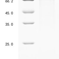 Mouse Adhesion G protein-coupled receptor E1 (Adgre1), partial Recombinant Protein - BioCrest Sci