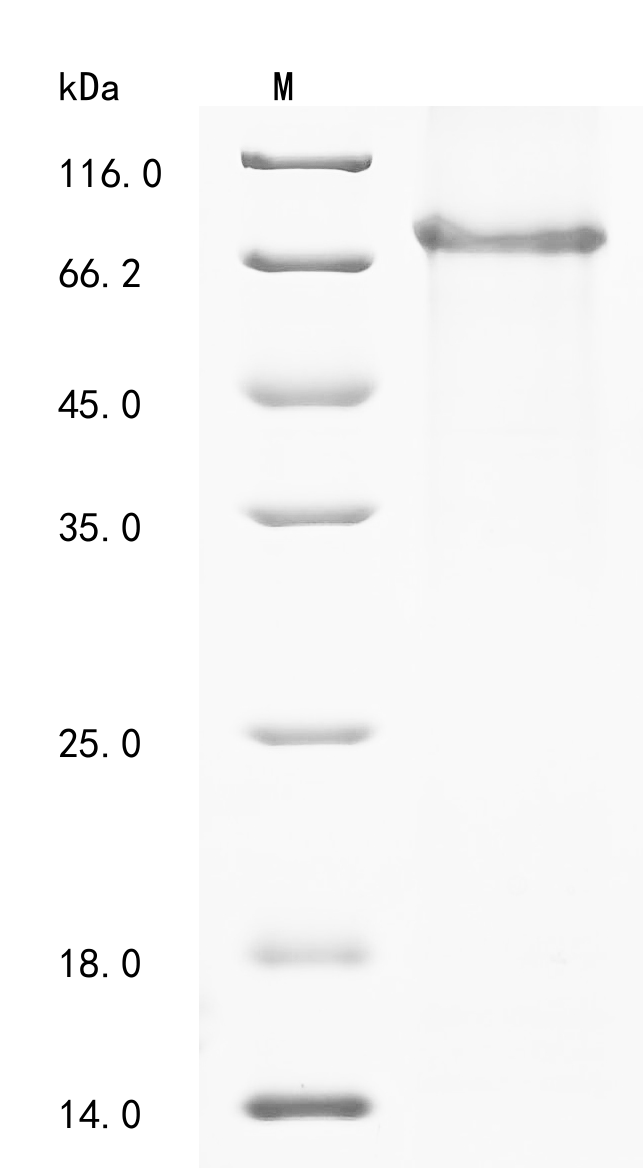 Mouse Adhesion G protein-coupled receptor E1 (Adgre1), partial Recombinant Protein, Mus musculus (Mouse), E.coli, N-terminal 10xHis-tagged and C-terminal Myc-tagged, 74.1 kDa, purity >≥ 90% as determined by SDS-PAGE.