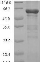 Pig Calpain-2 catalytic subunit (CAPN2) Recombinant Protein - BioCrest Sci