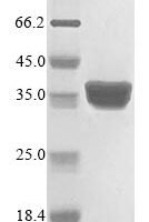 Drosophila melanogaster 40S ribosomal protein S3 (RpS3) Recombinant Protein - BioCrest Sci