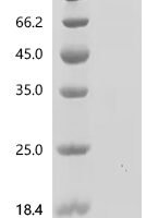 Mouse High affinity cGMP-specific 3',5'-cyclic phosphodiesterase 9A (Pde9a) Recombinant Protein, C-10His-HSA - BioCrest Sci