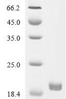 Enterobacteria phage T4 Endolysin (E) Recombinant Protein, C-His-Avi, aa 1–164, Yeast - BioCrest Sci