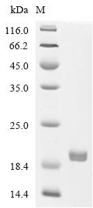 Enterobacteria phage T4 Endolysin (E) Recombinant Protein, C-His-Avi, aa 1–164, Yeast, Yeast, C-terminal 6xHis-Avi-tagged, 22.0 kDa, purity >≥ 95% as determined by SDS-PAGE.