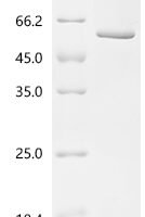 Mouse Neurogenic differentiation factor 1 (Neurod1)(H115A) Recombinant Protein, C-His, aa 1–357 (H115A), E.coli - BioCrest Sci
