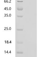 Pentadiplandra brazzeana Defensin-like protein Recombinant Protein, C-His, aa 1–54, Yeast - BioCrest Sci