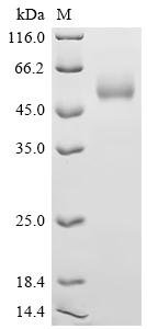 Human Interleukin-15 (IL15), Biotinylated Recombinant Protein, Homo sapiens (Human), Mammalian cell, C-terminal hFc1-Avi-tagged, 42.2 kDa, purity >≥ 95% as determined by SDS-PAGE.