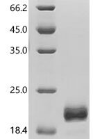 near-infrared fluorescent protein (miRFP670nano3) Recombinant Protein - BioCrest Sci