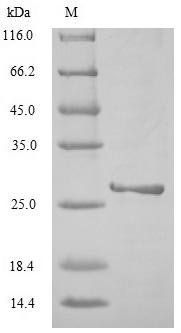 Influenza A virus Non-structural protein 1 (NS) Recombinant Protein, N-His, aa 1–237, Yeast, Influenza A virus (strain A/Hickox/1940 H1N1), Yeast, N-terminal 6xHis-tagged, 28.8 kDa, purity >≥ 85% as determined by SDS-PAGE.