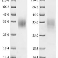 Saccharomyces cerevisiae Mitochondrial FAD-linked sulfhydryl oxidase ERV1 (ERV1) Recombinant Protein - BioCrest Sci