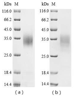 Saccharomyces cerevisiae Mitochondrial FAD-linked sulfhydryl oxidase ERV1 (ERV1) Recombinant Protein, Saccharomyces cerevisiae (strain ATCC 204508 / S288c) (Baker's yeast), Yeast, C-terminal 6xHis-tagged, 22.5 kDa, purity >≥ 85% as determined by SDS-PAGE.