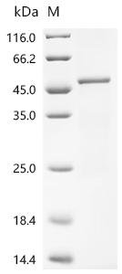 Human Flavin-containing monooxygenase 3 (FMO3), partial Recombinant Protein, Homo sapiens (Human), in vitro E.coli expression system, N-terminal 10xHis-tagged, 51.6 kDa, purity >≥ 85% as determined by SDS-PAGE.