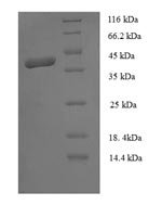 Human MORF4 family-associated protein 1-like 1 (MRFAP1L1) Recombinant Protein, N-GST - BioCrest Sci