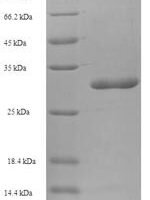 Human Store-operated calcium entry-associated regulatory factor (SARAF), partial Recombinant Protein - BioCrest Sci