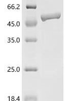 Arabidopsis thaliana Serpin-ZX (At1g47710) Recombinant Protein - BioCrest Sci