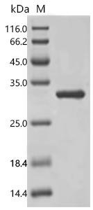 Human GTPase KRas (KRAS) (G12V), partial Recombinant Protein, Homo sapiens (Human), E.coli, C-terminal 6xHis-tagged, 27.9 kDa, purity >≥ 85% as determined by SDS-PAGE.