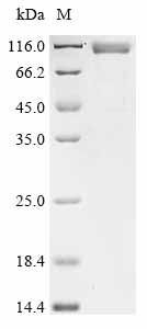 Mopeia virus Pre-glycoprotein polyprotein GP complex (GPC), partial Recombinant Protein, Mopeia virus (MOPV), Mammalian cell, C-terminal hFc1-tagged, 71.6 kDa, purity >≥ 85% as determined by SDS-PAGE.
