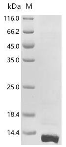 Human Matrix Gla protein (MGP) Recombinant Protein, Tag-Free, Homo sapiens (Human), E.coli, Tag-Free, 9.6 kDa, purity >≥ 90% as determined by SDS-PAGE.