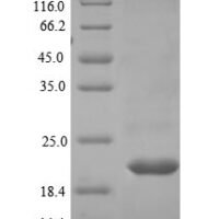 Human Low-density lipoprotein receptor-related protein 4 (LRP4), partial Recombinant Protein, N-His - BioCrest Sci