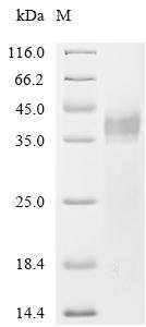 Dog tissue kallikrein (KLK5), partial Recombinant Protein, C-10His, Canis lupus familiaris (Dog) (Canis familiaris), Mammalian cell, C-terminal 10xHis-tagged, 27.6 kDa, purity >≥ 95% as determined by SDS-PAGE.