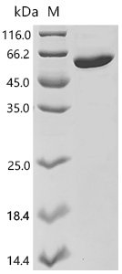 Human ADAMTS-like protein 5 (ADAMTSL5) Recombinant Protein, Homo sapiens (Human), E.coli, C-terminal 6xHis-tagged, 55.4 kDa, purity >≥ 85% as determined by SDS-PAGE.