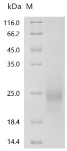Mouse Granulocyte-macrophage colony-stimulating factor (Csf2) Recombinant Protein, N-10His, Mus musculus (Mouse), Mammalian cell, N-terminal 10xHis-tagged, 17.7 kDa, purity >≥ 90% as determined by SDS-PAGE.≥ 95% as determined by SEC-HPLC.