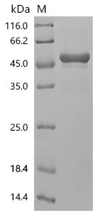 Human Carbonic anhydrase 9 (CA9), partial Recombinant Protein, Homo sapiens (Human), Mammalian cell, C-terminal 10xHis-tagged, 42.3 kDa, purity >≥ 90% as determined by SDS-PAGE.