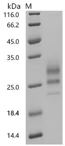Human Interleukin-7 (IL7) Recombinant Protein, Homo sapiens (Human), Mammalian cell, C-terminal 10xHis-tagged, 18.9 kDa, purity >≥ 95% as determined by SDS-PAGE.