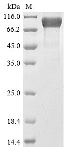 Human Mucin-16 (MUC16), partial Recombinant Protein, Homo sapiens (Human), Mammalian cell, C-terminal hFc1-Myc-tagged, 58.5 kDa, purity >≥ 85% as determined by SDS-PAGE.