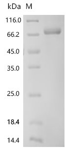 Human Killer cell immunoglobulin-like receptor 3DL3 (KIR3DL3), partial Recombinant Protein, C-hFc1, Homo sapiens (Human), Mammalian cell, C-terminal hFc1-tagged, 61.2 kDa, purity >≥ 95% as determined by SDS-PAGE.