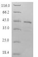 Human Lipopolysaccharide-induced tumor necrosis factor-alpha factor (LITAF) Recombinant Protein - BioCrest Sci