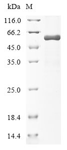 Human Cellular tumor antigen p53 (TP53) Recombinant Protein, N-10His, Homo sapiens (Human), Baculovirus, N-terminal 10xHis-tagged, 46.1 kDa, purity >≥ 85% as determined by SDS-PAGE.