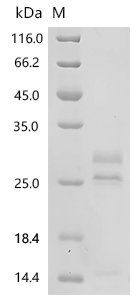Human Calcium-binding protein p22 (CHP1) Recombinant Protein, Homo sapiens (Human), Yeast, C-terminal 6xHis-tagged, 23.8 kDa, purity >≥ 85% as determined by SDS-PAGE.