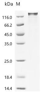 Mouse Myristoylated alanine-rich C-kinase substrate (Marcks) Recombinant Protein, C-hFc1, Mammalian cell, C-terminal hFc1-tagged, 58.4 kDa, purity >≥ 90% as determined by SDS-PAGE.