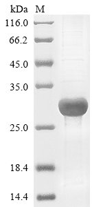 Human Chymotrypsin-like elastase family member 3B (CELA3B) Recombinant Protein, Homo sapiens (Human), E.coli, N-terminal 10xHis-tagged, 30.0 kDa, purity >≥ 85% as determined by SDS-PAGE.