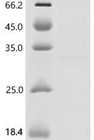 Human F-BAR and double SH3 domains protein 2 (FCHSD2) Recombinant Protein - BioCrest Sci
