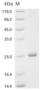Escherichia coli Putative anti-FlhC (2)FlhD (4) factor YdiV (ydiV) Recombinant Protein, Escherichia coli (strain K12), E.coli, N-terminal 6xHis-tagged, 29.4 kDa, purity >≥ 95% as determined by SDS-PAGE.