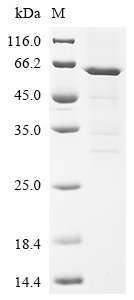 Mouse Interferon regulatory factor 7 (Irf7) Recombinant Protein, Mus musculus (Mouse), E.coli, C-terminal 6xHis-tagged, 58.1 kDa, purity >≥ 85% as determined by SDS-PAGE.