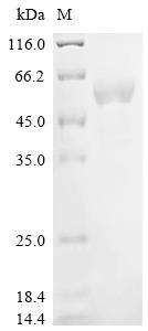 Human Probable global transcription activator SNF2L2 (SMARCA2), partial Recombinant Protein, Homo sapiens (Human), Mammalian cell, C-terminal hFc1-tagged, 47.4 kDa, purity >≥ 90% as determined by SDS-PAGE.