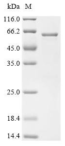 Human Transcriptional regulator ERG (ERG)(Δ239-245) Recombinant Protein, Homo sapiens (Human), E.coli, C-terminal 6xHis-tagged, 60.7 kDa, purity >≥ 85% as determined by SDS-PAGE.