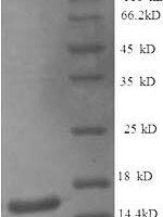 Dog Interleukin-4 (IL4) Recombinant Protein - BioCrest Sci