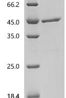 Mycobacterium tuberculosis Co-chaperonin GroES (groES) Recombinant Protein, C-GST - BioCrest Sci