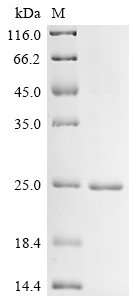Escherichia coli Methylated-DNA--protein-cysteine methyltransferase (ogt) Recombinant Protein, Escherichia coli (strain K12), E.coli, N-terminal 6xHis-tagged, 23.3 kDa, purity >≥ 85% as determined by SDS-PAGE.