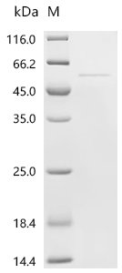 Mouse Plasminogen activator inhibitor 2, macrophage (Serpinb2) Recombinant Protein, Mus musculus (Mouse), E.coli, C-terminal 6xHis-tagged, 53.2 kDa, purity >≥ 95% as determined by SDS-PAGE.