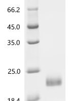 PRRSV HB-2(sh)/2002 ORF2b structual protein, partial Recombinant Protein - BioCrest Sci