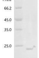 Mycoplasma hyorhinis Variant surface antigen E (vlpE) Recombinant Protein - BioCrest Sci