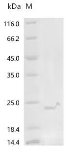 Mycoplasma hyorhinis Variant surface antigen E (vlpE) Recombinant Protein, Mycoplasma hyorhinis, E.coli, N-terminal 10xHis-tagged and C-terminal Myc-tagged, 28.7 kDa, purity >≥ 85% as determined by SDS-PAGE.