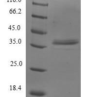 Human Transcription initiation factor IIA subunit 2 (GTF2A2) Recombinant Protein - BioCrest Sci